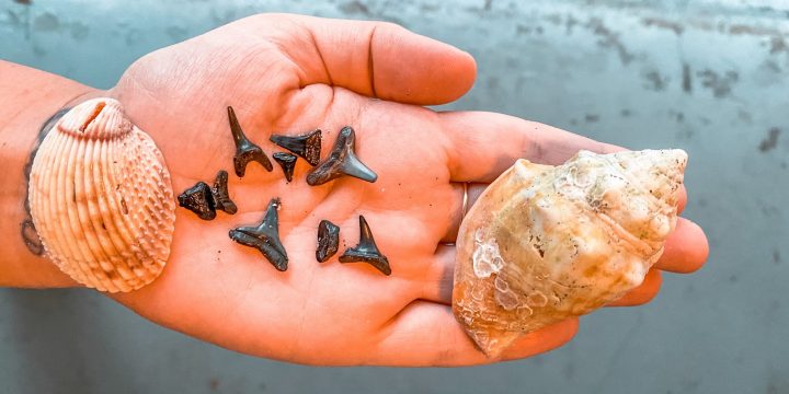 How to find a shark tooth at Caspersen Beach